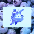 Blueberry Shark 5"x7" Fine Art Print