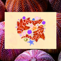 Horn Shark Heart 5"x7" Fine Art Print