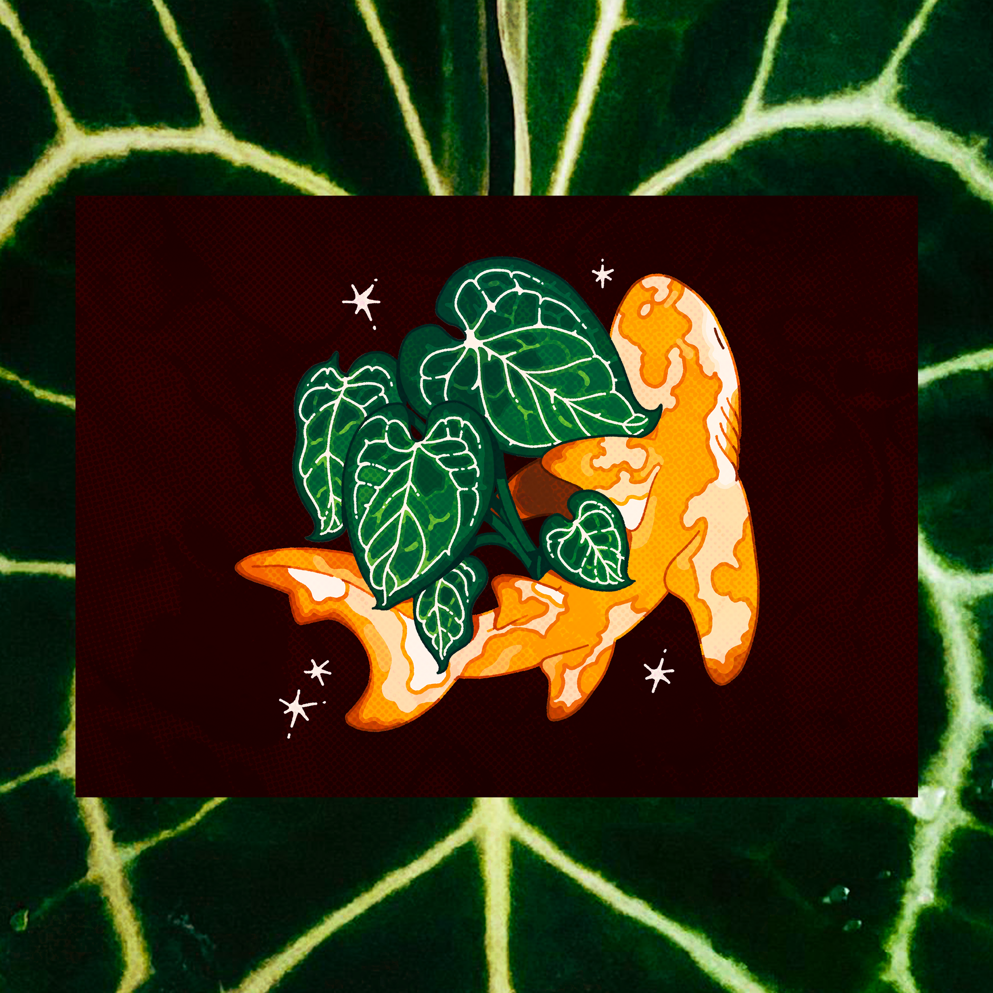 Anthurium Crystallinum Lemon Shark 5"x7" Fine Art Print