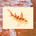 Croissant Shark 5"x7" Fine Art Print