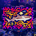 March Whitetip Reef Shark 5"x7" Fine Art Print