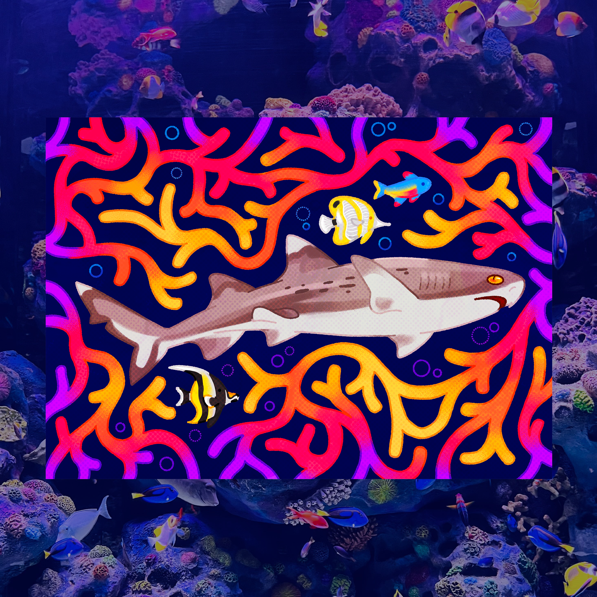March Whitetip Reef Shark 5"x7" Fine Art Print