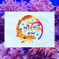 Epaulette Shark and Sea Bunnies 5"x7" Fine Art Print